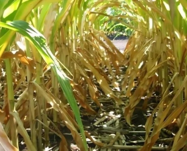 种植复播玉米常见发生什么病虫害?