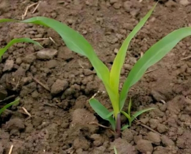 玉米生长几个以上雌穗被称为为多穗?