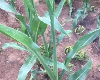 玉米一生需要几次追肥,啥时候追肥最理想,啥样的肥料最好?