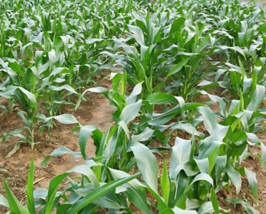 草地贪夜蛾对苗期玉米危害有哪些?