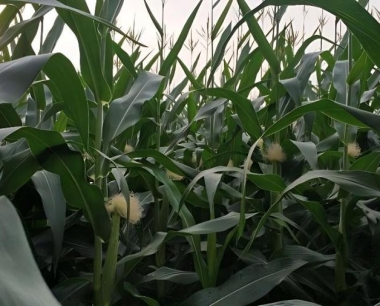 玉米大豆带状种植的技术规程是什么?