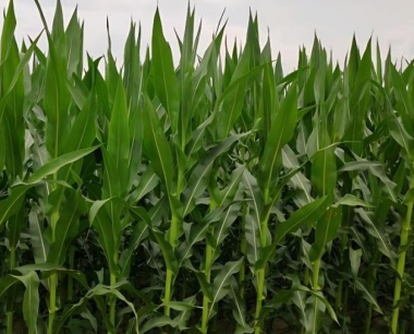 大豆和玉米可以间种吗间宽多少?