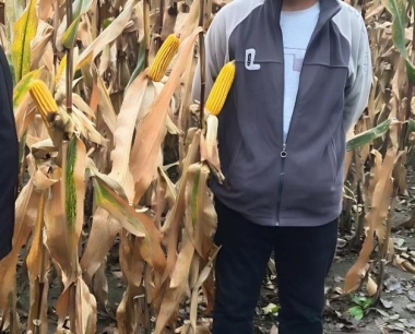 玉米星白灯蛾有哪些农业防治方法?