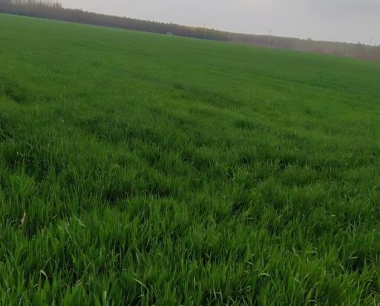 小麦田间杂草的防治指标是多少?