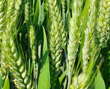 小麦田化学除草临近大棚用关闭风口吗?