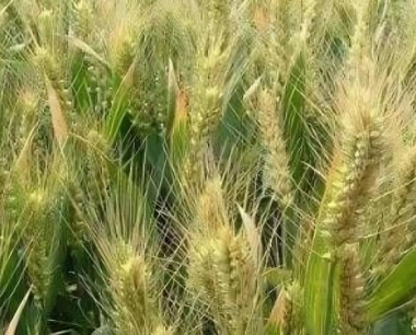 小麦叶片卷曲变形是什么原因引起的,应该如何处理?