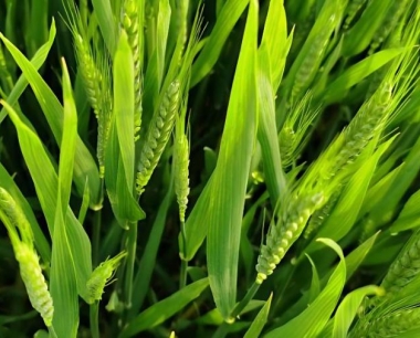 小麦条锈杆锈叶锈的区别相同点?