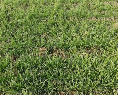 小麦赤霉病,苗腐的症状是怎样的?