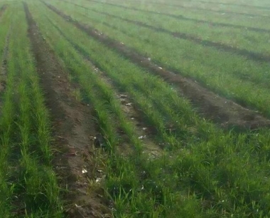 小麦一喷三防时间是什么时候为宜?