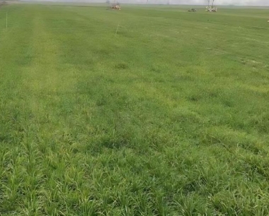 今天在北大渠乡测产小麦单产多少?