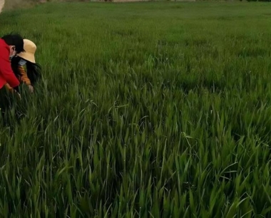 小麦田的婆娘蒿用什么除草剂效果好?