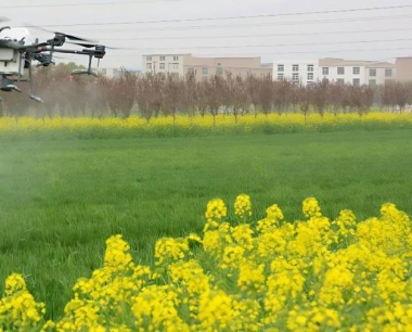 小麦茎基腐病有几种?怎么样防治效果好?