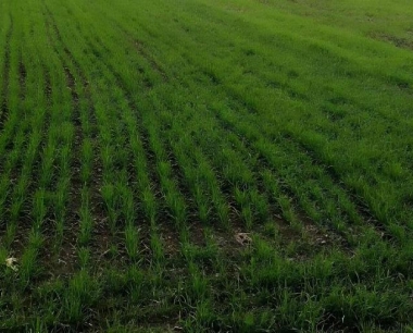 小麦生长发育后期,需要防治什么病虫害?