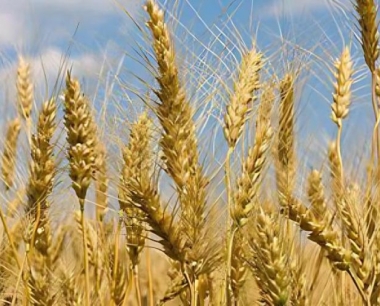 小麦拔节肥要在小麦分蘗结束后进行吗?