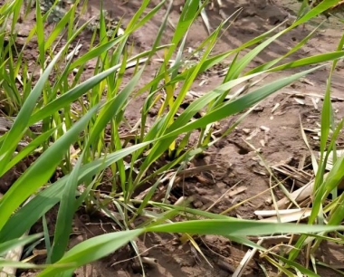 收割机每小时可以收割几亩小麦?