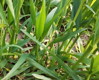 小麦赤霉病防治怎样用药效果好?