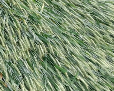 种植小麦施复合肥好还是有机肥?