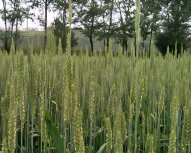 如何防治好小麦赤霉病提高小麦品质?