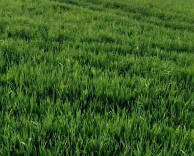 防治小麦地下害虫技术措施包括哪些?