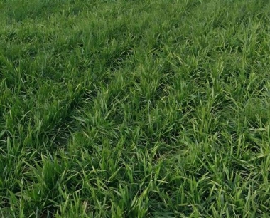 小麦纹枯病的危害特征及防治方法?