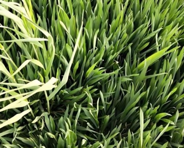 小麦黄症病毒病,如何辨识和防控?