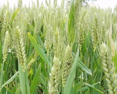 小麦次生根从几叶期开始发生,什么时期发根结束?