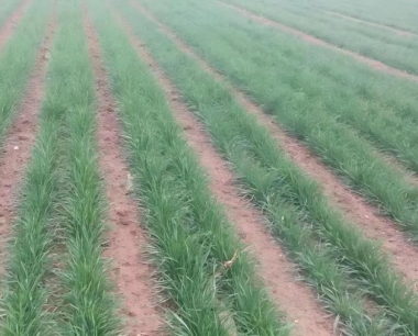 目前,小麦在生产管理有那些技术措施?