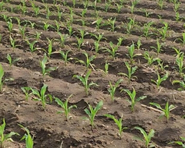 玉米弯孢菌叶斑病的发病规律是?