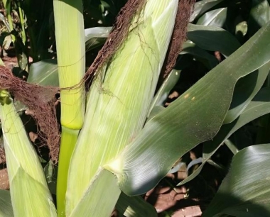 玉米地施放赤眼峰一般每亩应放多少?