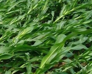 春播就要结束了,玉米苗期该如何管理呢?