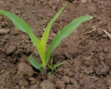 生长期的玉米为预防害虫,用什么药喷几遍?