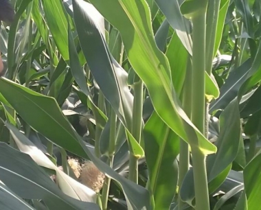 玉米粗缩病,一般在几叶期开始表现症状?