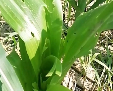 玉米倒伏分哪几种,如何采取补救措施?