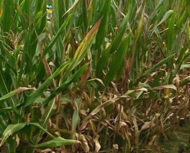 玉米茎基腐病主要发病原因是什么呢?