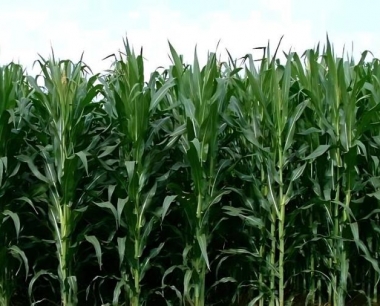 近期大雨大风,玉米倒伏对玉米产量影响大吗?