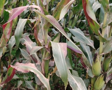 夏玉米烂心是何原因?应如何处理?