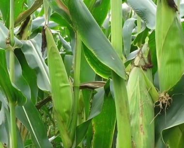 玉米苗期发现地虫应该用什么药?