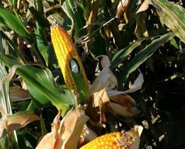 玉米籽粒小且干瘪是什么原因造成的?