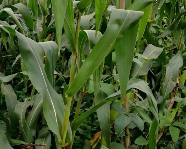 玉米生长期过早施用化控技术,会出现哪些危害?