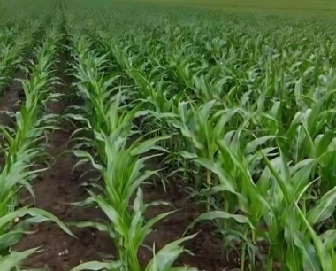 玉米后期需要怎样的栽培管理条件呢?