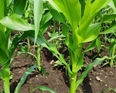 玉米缺钾会对生长发育有什么影响?