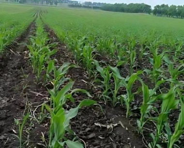 用玉米苗后除草剂要注意哪些事项?
