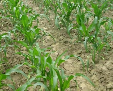 玉米粘虫与草地贪夜蛾有何区别?