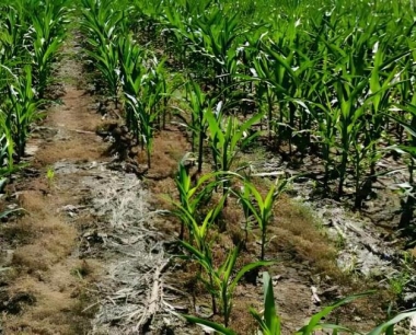 种植玉米的肥料是咱们所说的老三样好,还是复合肥好呢?