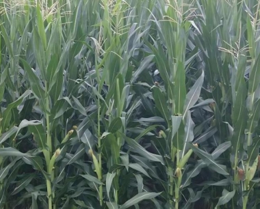 玉米保护性耕作的耕地准备哪些?