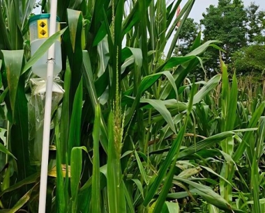 玉米机械收割过程中有哪些注意事项?