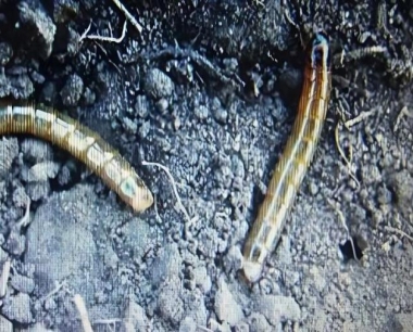 玉米苗期地下害虫金针虫发生危害的规律是什么?