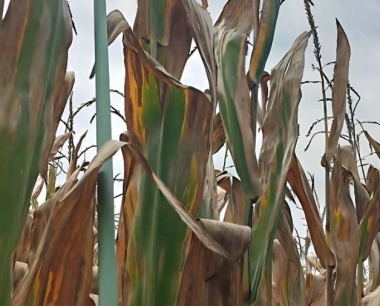 草地贪夜蛾主要危害玉米,它危害水稻吗?