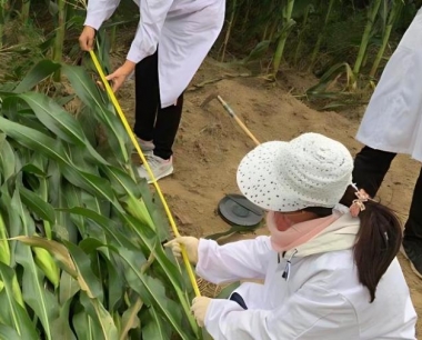 玉米种植过程中需要施肥几次?分别在什么时候?