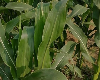 玉米丝黑穗病的防治方法有那些?